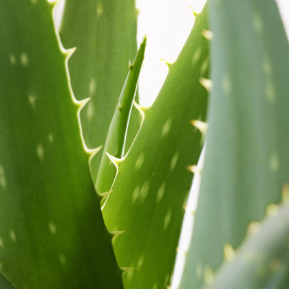 Aloe Vera