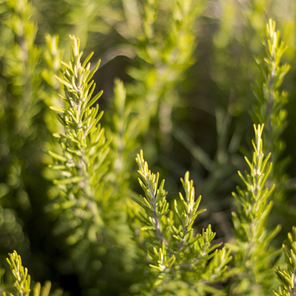 Aantioxidant Complex