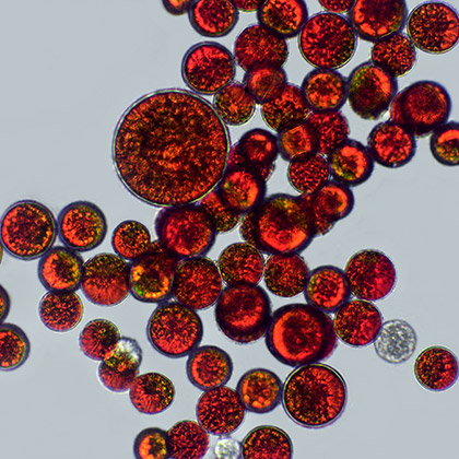 Astaxanthin