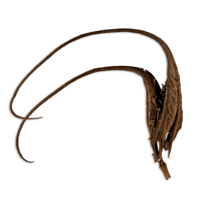 Devils Claw