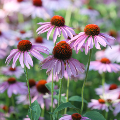 Echinacea