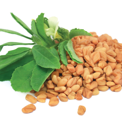 Fenugreek