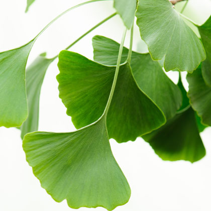 Ginkgo Biloba