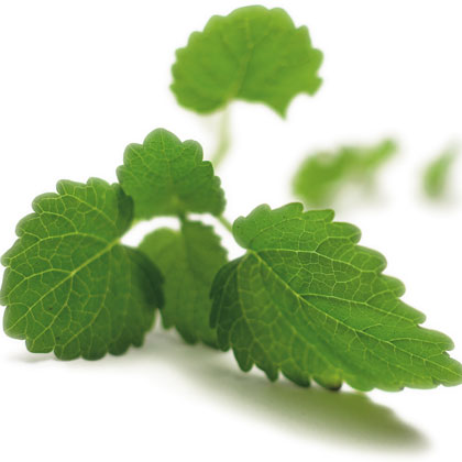 Lemon Balm