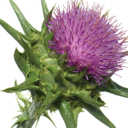 Milk Thistle