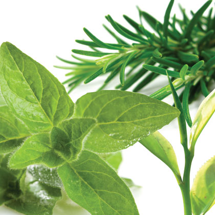 Other Herbs