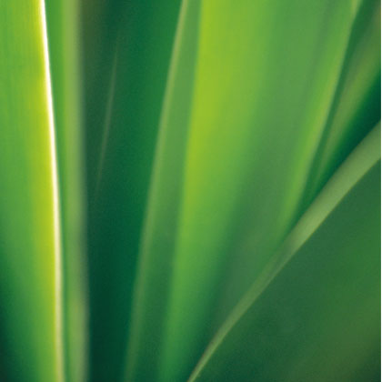 Plant Sterols
