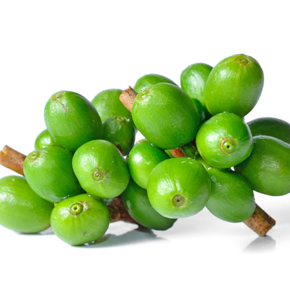 Pure Green Coffee Extract