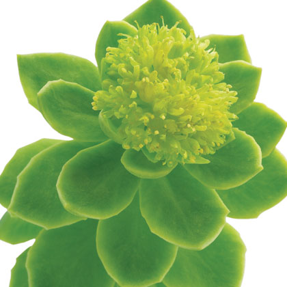 Rhodiola Rosea