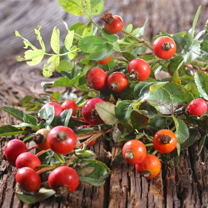Rosehip