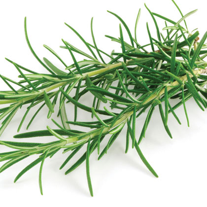 Rosemary