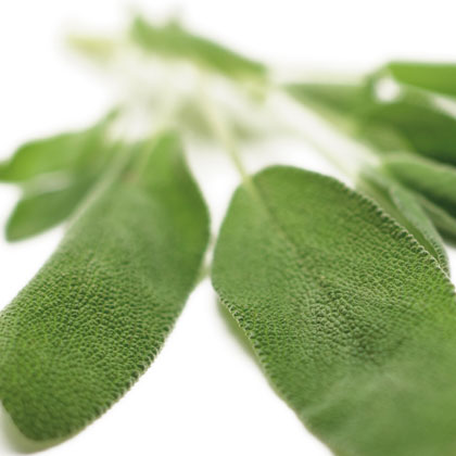Sage