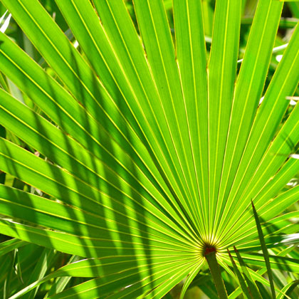 Saw Palmetto
