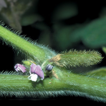 Soya Isoflavones