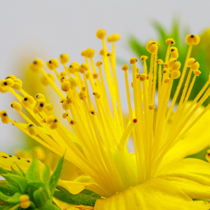 St Johns Wort