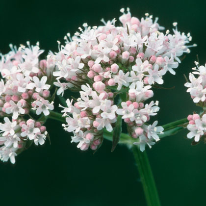 Valerian