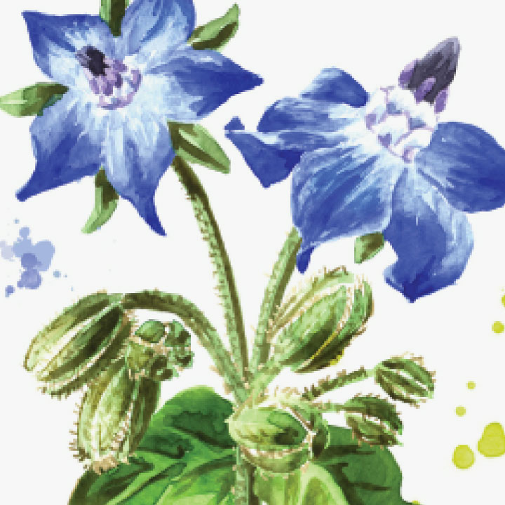 Nature's Own Essential Fatty Acids