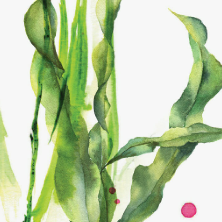 Nature's Own Organic Supplements